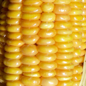 Corn Cobs After