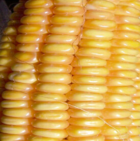 Corn Cobs Before