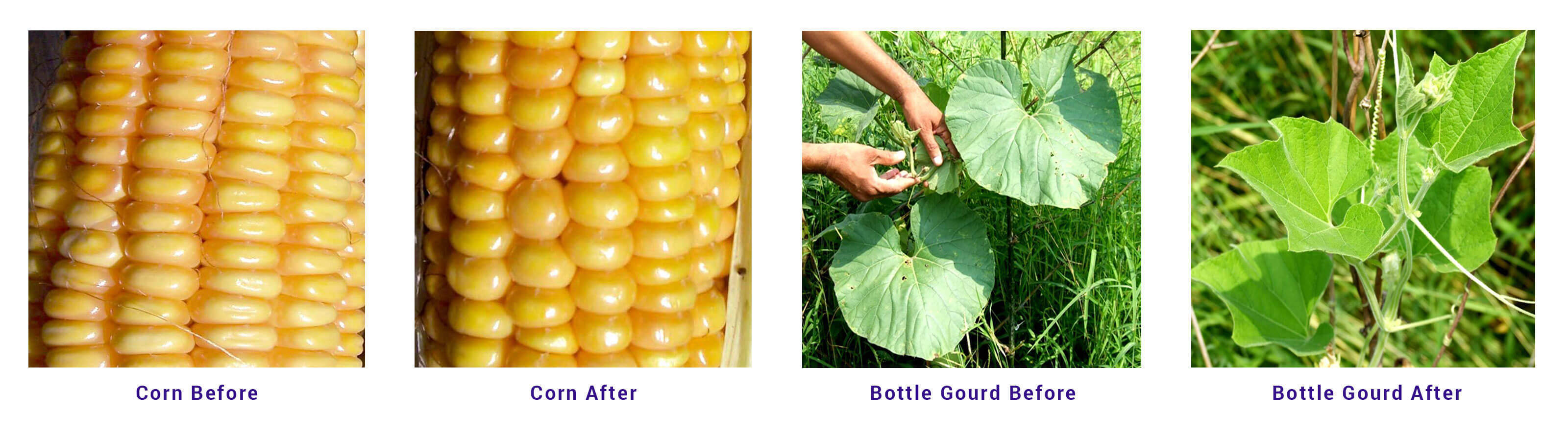corn-bottle-gourd-side-side